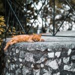 Katze schläft beim Korfu Segeln