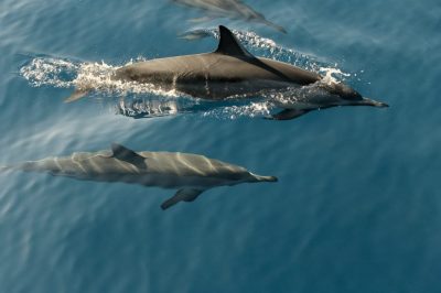Delphine im Meer vor Korfu sind ein Naturerlebnis