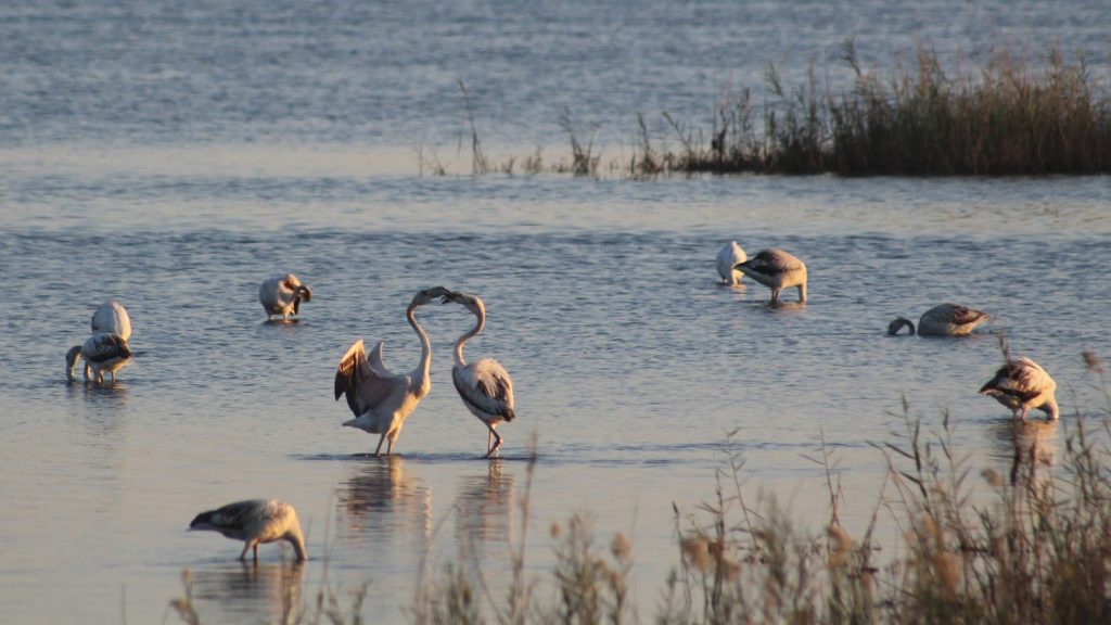 Rund Korfu Agios Giorgios Korrisions See mit Flamingos in Herzform