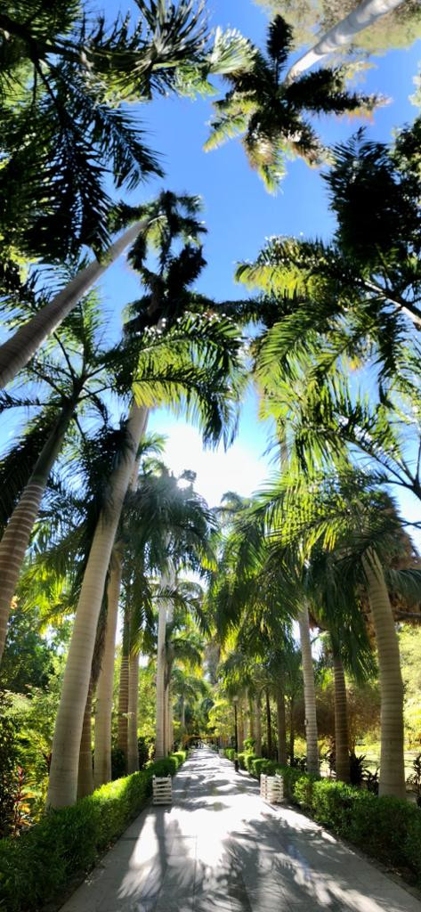 Tropische Palmen und Bäume auf der Kitchener Insel in Assuan