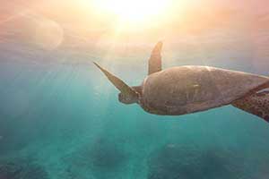 Schildkröte unter Wasser in Griechenland